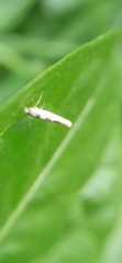 Argyresthia goedartella