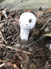 Hypomyces hyalinus
