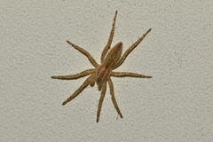 Hibana gracilis