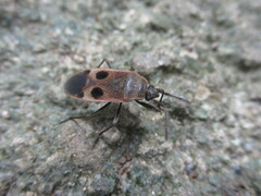 Physopelta parviceps