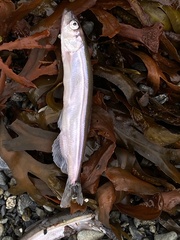 Mallotus catervarius