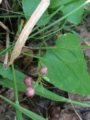 Maianthemum bifolium