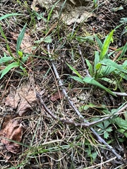 Anaxyrus americanus