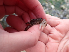Hemigrapsus oregonensis