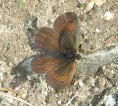 Erebia