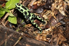 Dendrobates auratus