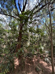 Alstonia macrophylla