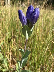 Gentiana sceptrum