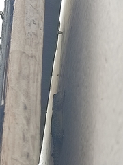 Tarentola mauritanica