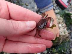 Hemigrapsus oregonensis