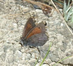 Erebia