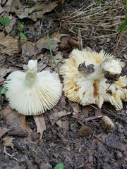 Russula modesta