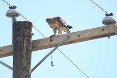 Buteo jamaicensis calurus