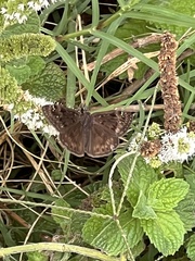 Erynnis horatius