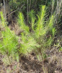 Pinus halepensis