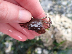 Hemigrapsus oregonensis