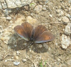 Erebia
