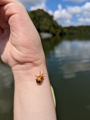 Monocesta coryli