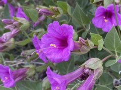 Mirabilis multiflora