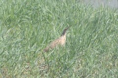 Botaurus lentiginosus