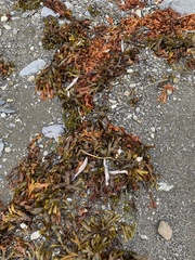 Mallotus catervarius