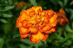 Tagetes patula