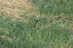 Botaurus lentiginosus