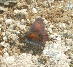 Erebia