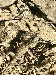 Sceloporus torquatus binocularis