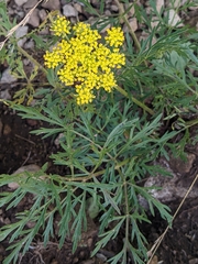 Cymopterus lemmonii