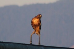 Buteo jamaicensis calurus