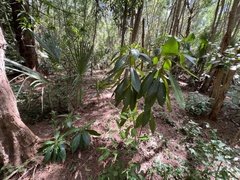 Alstonia macrophylla