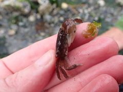 Hemigrapsus oregonensis