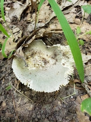 Russula modesta