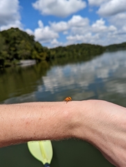 Monocesta coryli