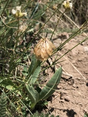 Trifolium haydenii