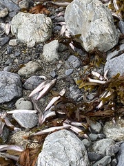 Mallotus catervarius