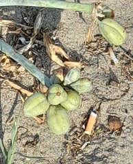 Pancratium maritimum