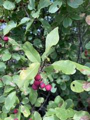 Ilex mucronata