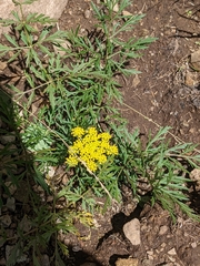 Cymopterus lemmonii