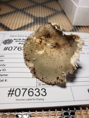 Russula modesta