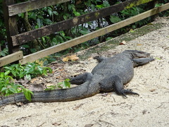Varanus salvator macromaculatus