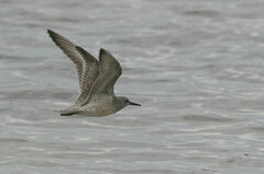 Calidris canutus
