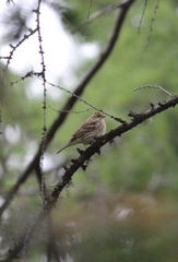 Emberiza pusilla