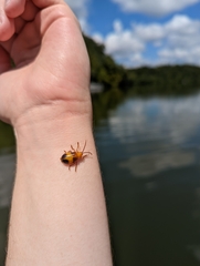 Monocesta coryli