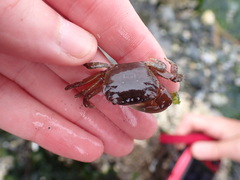 Hemigrapsus oregonensis