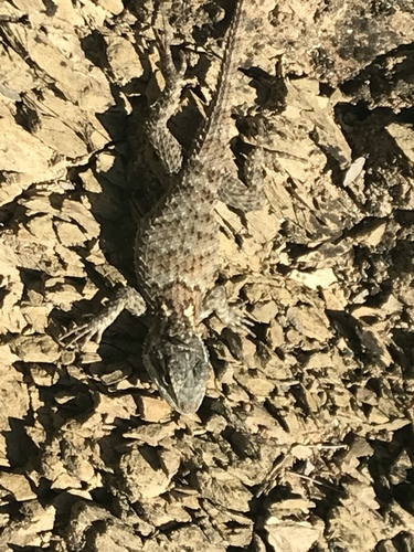Nuevo Leon Crevice Swift, Sceloporus binocularis