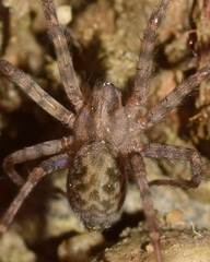 Tegenaria