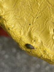 Microrhopala vittata