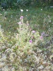 Carduus acanthoides